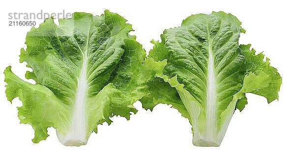 Two crisp romaine lettuce leaves arranged symmetrically  isolated on a white background