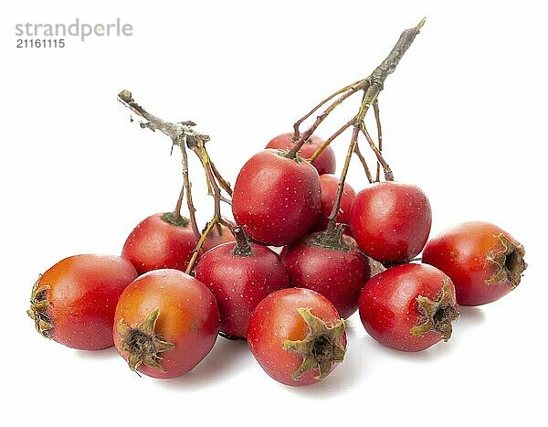 Weißdornbeeren vor weißem Hintergrund