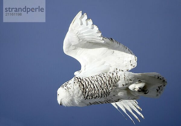 Snowy Owl Canada in Winter Prairies Saskatchewan