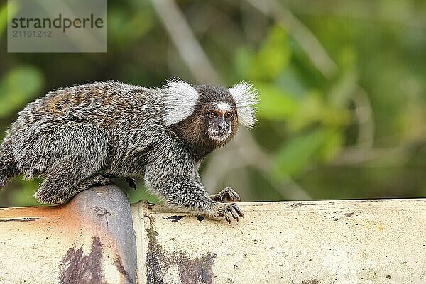 Common marmoset sitting on a pipe  facing camera  against green background  Paraty  Brazil  South America