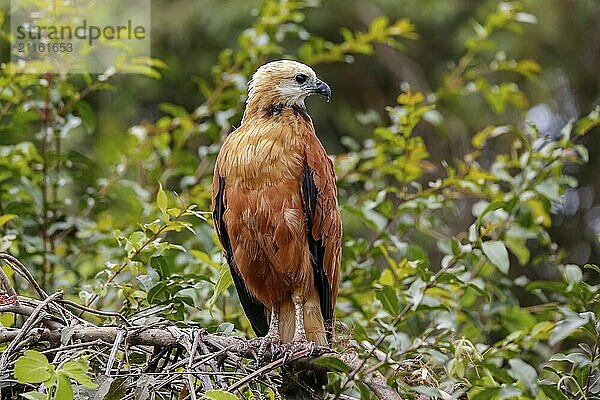 Close-up of a Black-collared hawk perched on a branch against green background  looking to the right  Pantanal Wetlands  Mato Grosso  Brazil  South America