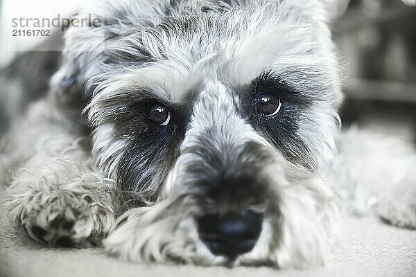 Puppy miniature schnauzer lies on the floor  funny dog