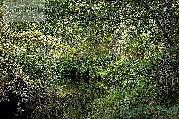 View on the river Rego de Mera on the hiking trail Ruta Dos Muinos  near Lugo in Galicia  Spain. Beauty in nature