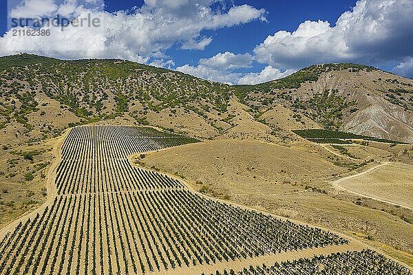 Aerial beautiful view of mountain vineyard in Crimea