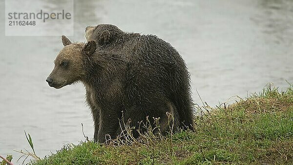 Zwei Braunbärenjunge am Fluss  Kamtschatka  Russland  Europa