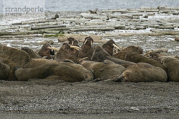 Walrus (Odobenus rosmarus)  walrus  wintery headland Ardneset  Svalbard and Jan Mayen archipelago  Norway  Europe