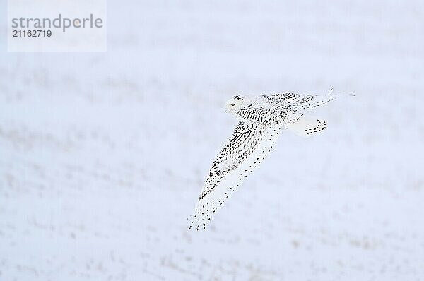 Snowy Owl Canada in Winter Prairies Saskatchewan