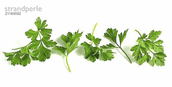 Fresh green parsley  branches with leaves isolated on white background