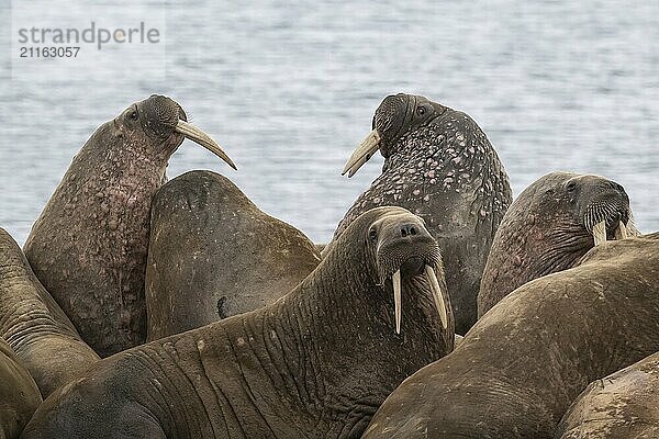 Walrus (Odobenus rosmarus)  walrus  Kiepertøya  Svalbard and Jan Mayen archipelago  Norway  Europe