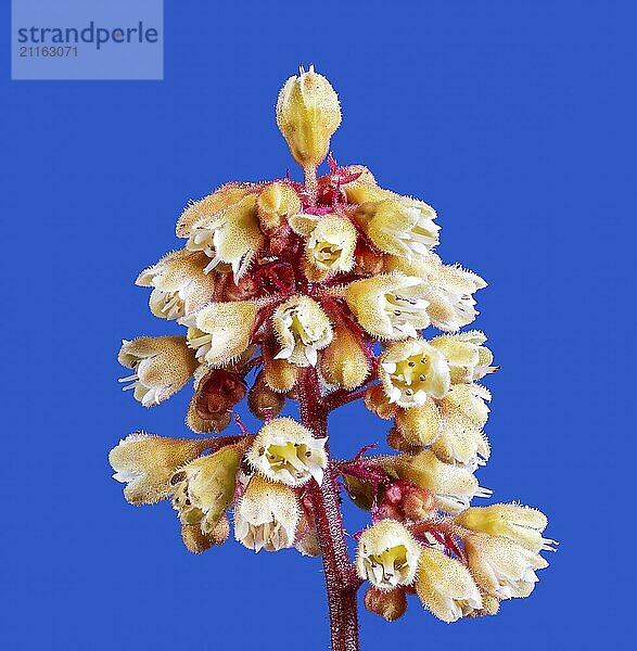 Macro of a heuchera flower blossom on blue background