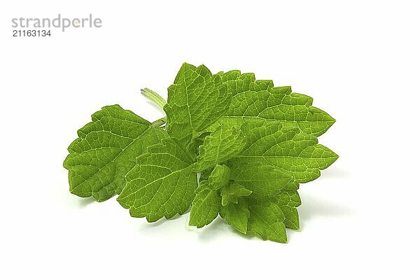 Lemon balm twig isolated on white background. Aromatic lemon plant for drinks