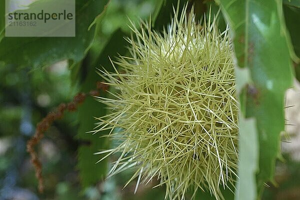 Grüner Baum (Aesculus hippocastanum) mit dornigen Kastanienfrüchten. mit weißem Hintergrund und Kopierraum