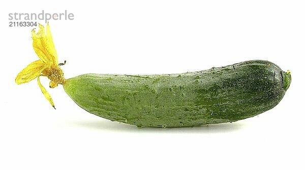 Fresh little cucumber with thorns and yellow flower. Vegetables close up isolated on white background