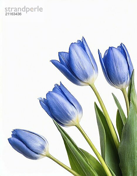 Blue tulips isolated on white background. Studio photo