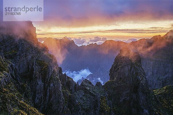 Mountains on sunset covered in fog and clouds with blooming Cytisus shrubs. Near Pico de Arieiro  Madeira island  Portugal  Europe