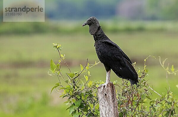 Side view of a Black vulture against green background  Pantanal Wetlands  Mato Grosso  Brazil  South America