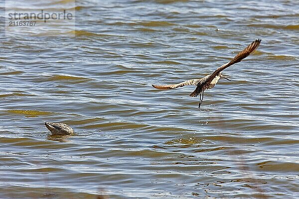 Marbled Godwit in Water Northern Saskatchewan Canada