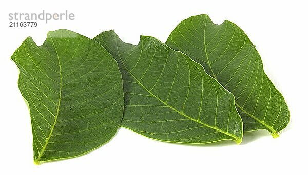 Fresh walnut leaves isolated on white background