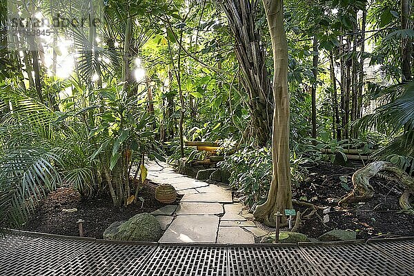 Ein Pfad aus Steinplatten schlängelt sich durch dichte tropische Pflanzen bei Gegenlicht  historisches Gewächshaus  Palmenhaus  Botanischer Garten oder Botanisk Have  Universität  Kopenhagen  Dänemark  Europa