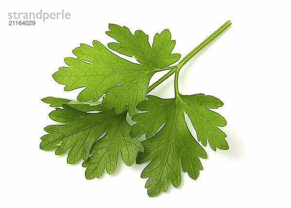 Branch of green parsley isolated on white background. Fresh herbs for cooking