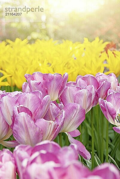 View at beautiful Keukenhof park flower lawns under blue sky during annual exhibition