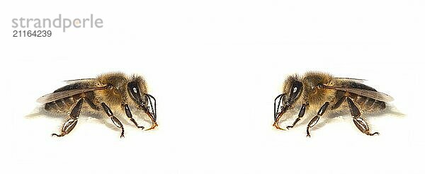 Bees isolated on white background. Honeybee close-up