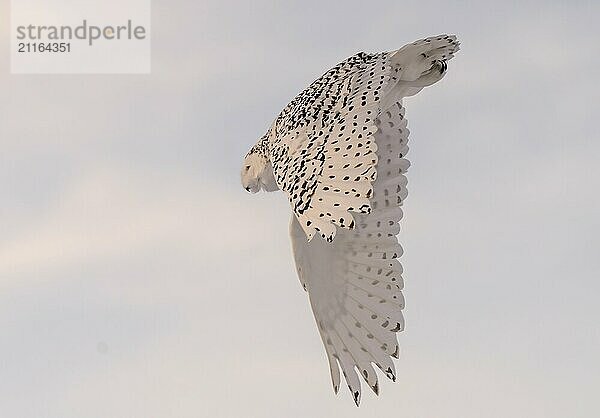 Snowy Owl Canada in Winter Prairies Saskatchewan