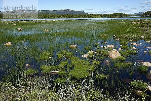 Lakeland near Arjeplog  Lapland  Sweden  Europe