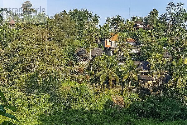 Blick auf den Dschungel und die Villen bei Sonnenuntergang vom Campuhan Ridge Walk in Ubud  Bali  Indonesien  Asien