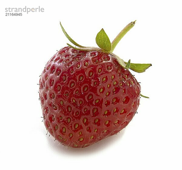 Ripe strawberries isolated on white background. Full focus of red berries