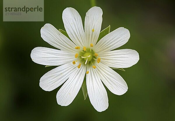 Close up of a Stellaria with green background