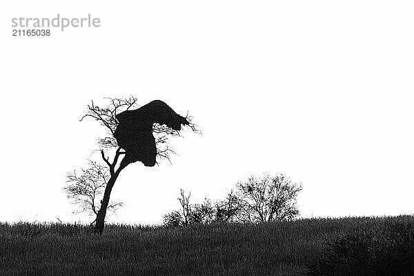 Schwarze und weiße Landschaft Baum als Silhouette mit einem sozialen Weber Vögel nistet gegen den Himmel. Im Hintergrund ist der Himmel zu sehen. Kalahari  Südafrika