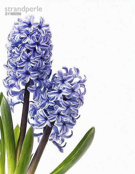 Three flowers of Grape Hyacinth isolated on white background