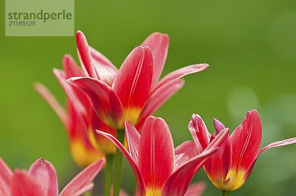 Red tulips against a green background