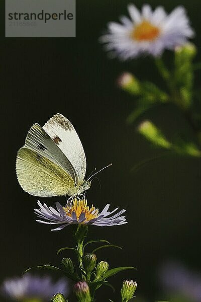 Ein Kleiner Kohlweißling (Pieris rapae) sitzt auf einer blühenden lila Blume vor einem dunklen Hintergrund  Hessen  Deutschland  Europa