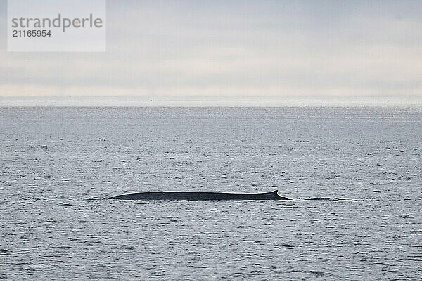 Blue whale (Balaenoptera musculus)  Woodfjord  Spitsbergen archipelago  Svalbard and Jan Mayen  Norway  Europe