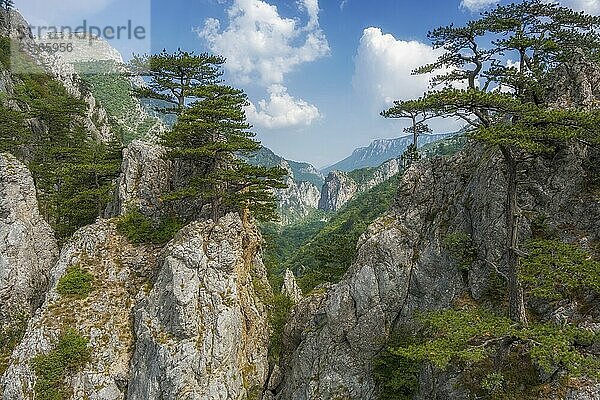 Beautiful mountains landscape. Aerial view of pine tree on the rocks