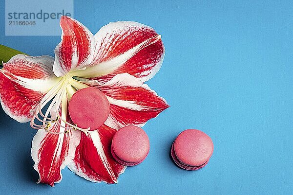 Delicious pink macaroons on a big red and white flower  on a blue background. Flat lay with copy space. Minimalist style. Traditional French dessert