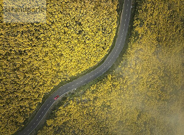 Luftaufnahme einer Straße mit rotem Auto zwischen gelb blühenden Cytisus Sträuchern bei Pico do Arieiro  Portugal  Europa