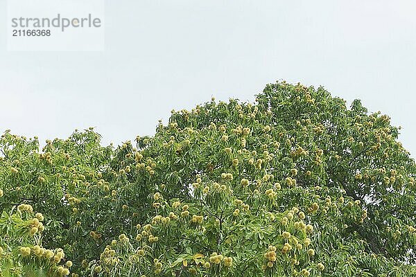 Grüner Baum (Aesculus hippocastanum) mit dornigen Kastanienfrüchten. mit weißem Hintergrund und Kopierraum