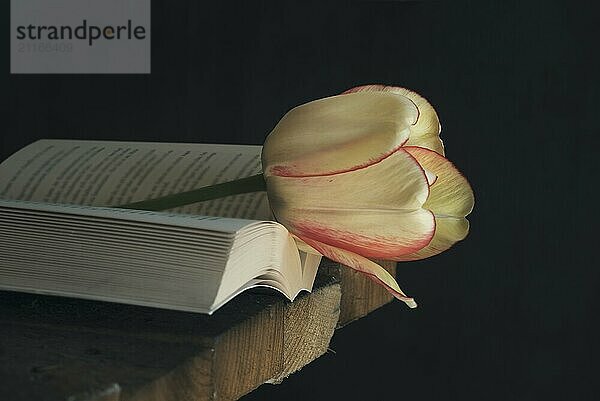 Beautiful blooming tulip  on an open book  on the corner of an old wooden table  in black background