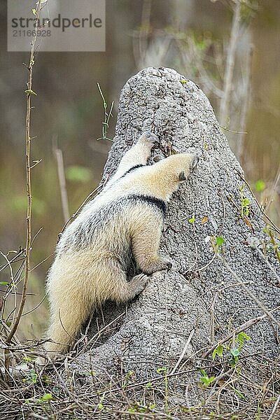 Southern tamandua (Tamandua tetradactyla) Pantanal Brazil