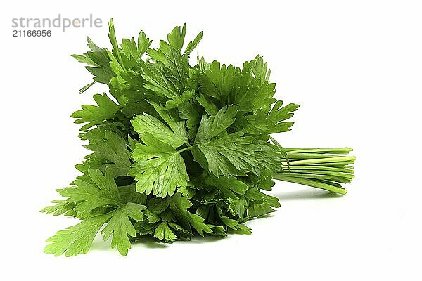 Bunch of green parsley isolated on white background. Fresh herbs  seasoning for cooking