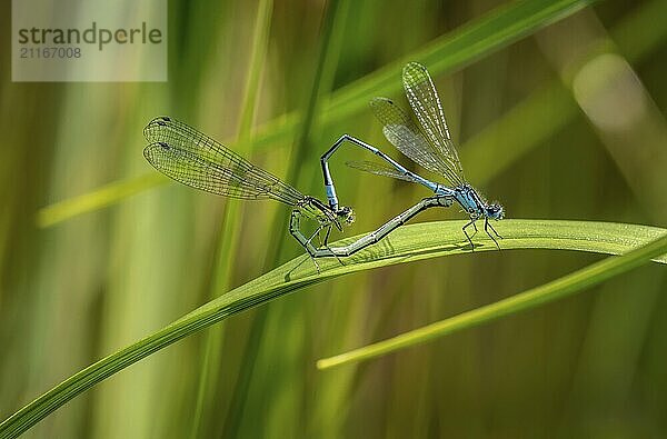 Insect love  Damselfly couple mating on a green leaf