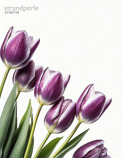 Purple tulips on a white background. Flowers isolated  photo studio