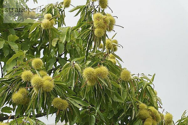 Grüner Baum (Aesculus hippocastanum) mit dornigen Kastanienfrüchten. mit weißem Hintergrund und Kopierraum