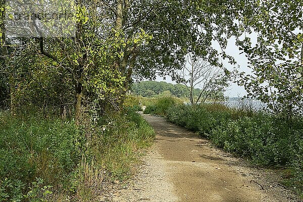 Vegetation along the southern circular hiking trail on the Priwall  seaside resort of Travemünde  Hanseatic City of Lübeck  Schleswig-Holstein  Germany  Europe