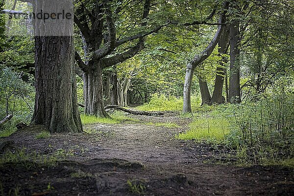 View on hiking path in nature park Oude Landen in Ekeren  near Antwerp  Belgium. Beauty in nature