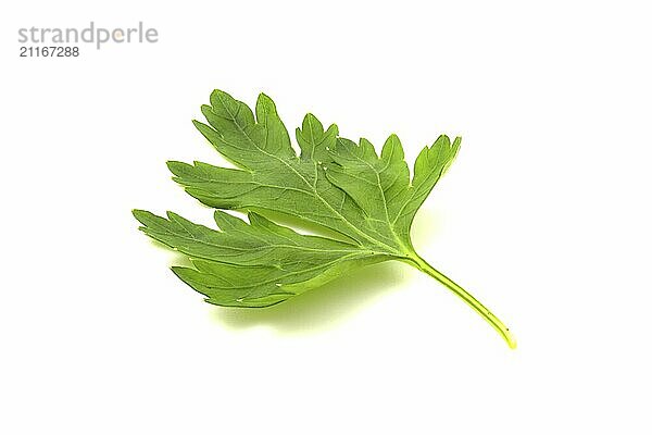 Parsley leaf isolated on white background. Fresh herbs to add to food for a rich flavor