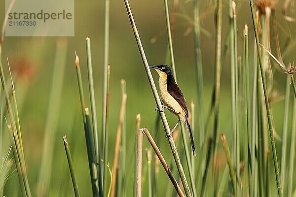 Black-capped Donacobius sitting on a reeds stalk against green background  Pantanal Wetlands  Mato Grosso  Brazil  South America